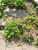 Geum chiloense (fam Rosacees) (Andes) (1) (Photo F. Mrugala)